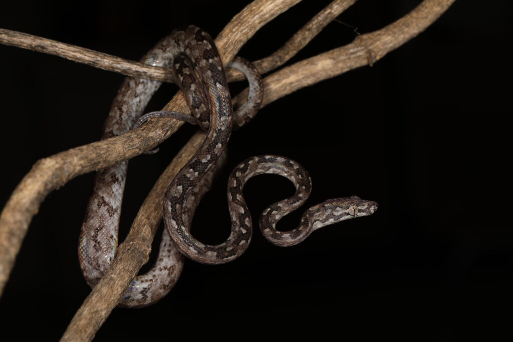 Species New to Science: [Herpetology • 2018] Rediscovery and a  Redescription of the Crooked-Acklins Boa, Chilabothrus schwartzi (Buden,  1975)
