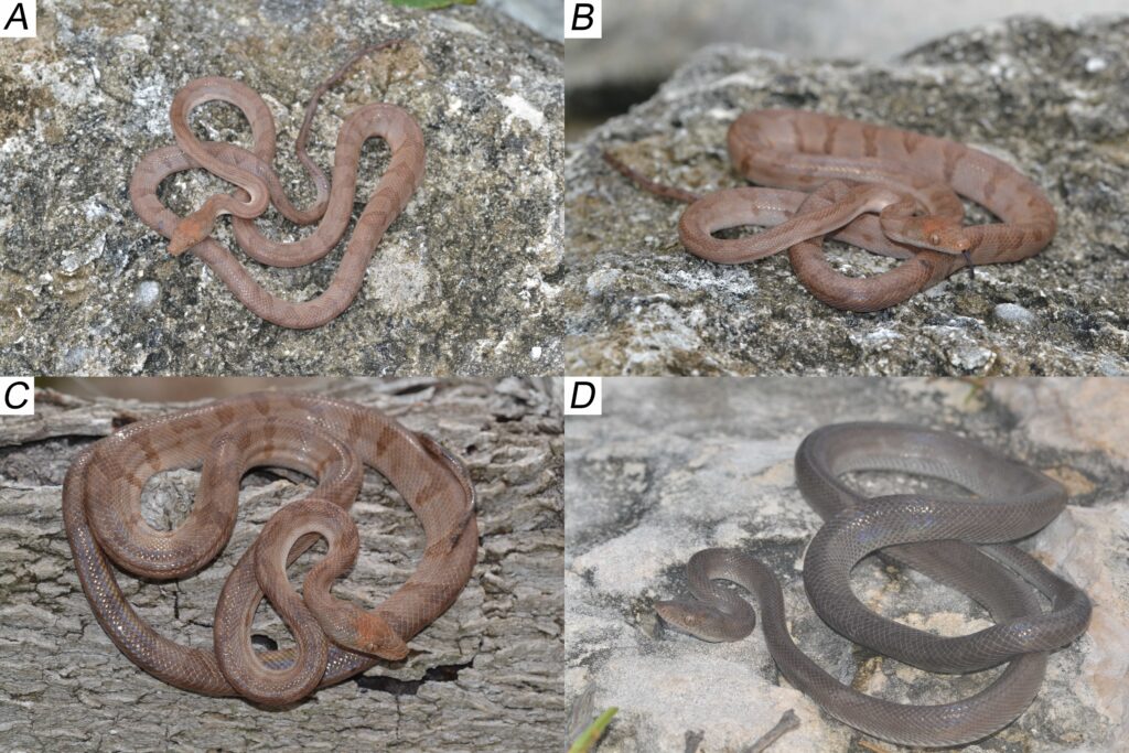 Discovery of a Remarkable New Boa from the Conception Island Bank, Bahamas